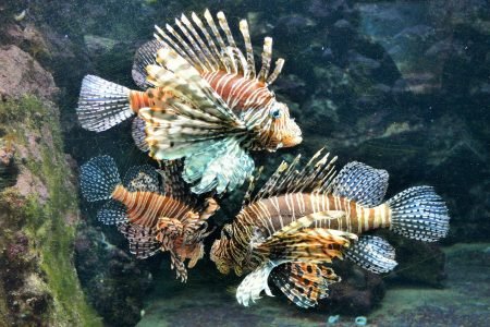 Bermuda Aquarium & Zoo